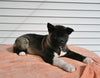 AKC Registered Akita For Sale Millersburg OH Female-Asha