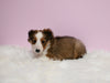 ACA Registered Shetland Sheepdog For Sale Baltic OH Female-Tina