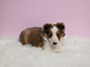 ACA Registered Shetland Sheepdog For Sale Baltic OH Female-Tina