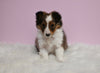 ACA Registered Shetland Sheepdog For Sale Baltic OH Male-Tommy