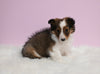 ACA Registered Shetland Sheepdog For Sale Baltic OH Male-Tommy