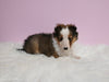 ACA Registered Shetland Sheepdog For Sale Baltic OH Male-Piper