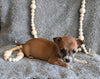 Chihuahua For Sale Mt Vernon OH Male-Bingo