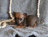 Chihuahua For Sale Mt Vernon OH Male-Tanner