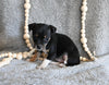 Chihuahua For Sale Mt Vernon OH Female-Lucy