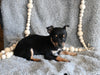 Chihuahua For Sale Mt Vernon OH Female-Molly