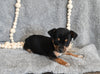 Chihuahua For Sale Mt Vernon OH Male-Bristol