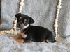 Chihuahua For Sale Mt Vernon OH Male-Bristol