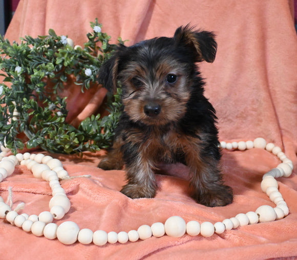 Yorkshire Terrier For Sale Baltic OH Male-Louie