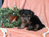 Yorkshire Terrier For Sale Baltic OH Male-Louie