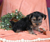 Yorkshire Terrier For Sale Baltic OH Male-Lakota