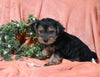 Yorkshire Terrier For Sale Baltic OH Male-Lakota