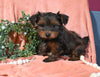 Morkie For Sale Baltic OH Male-Benji