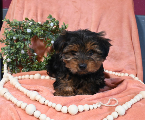Morkie For Sale Baltic OH Male-Buster