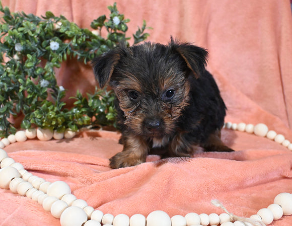 Yorkshire Terrier For Sale Baltic OH Female-Mia