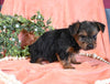 Yorkshire Terrier For Sale Baltic OH Female-Mia