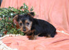 Yorkshire Terrier For Sale Baltic OH Female-Molly