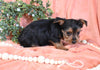 Yorkshire Terrier For Sale Baltic OH Female-Molly