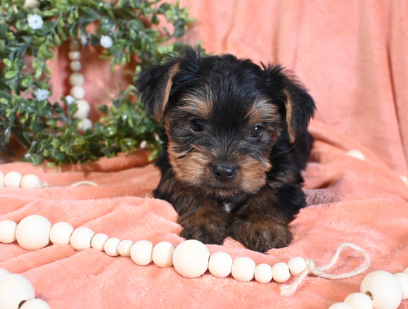 Yorkshire Terrier For Sale Baltic OH Male-Murphy