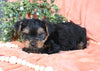 Yorkshire Terrier For Sale Baltic OH Male-Murphy