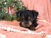 Yorkshire Terrier For Sale Baltic OH Male-Miso
