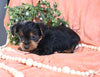 Yorkshire Terrier For Sale Baltic OH Male-Miso