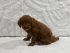 Mini F1BB Goldendoodle For Sale Sugarcreek OH Male-Mickey