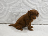 Mini F1BB Goldendoodle For Sale Sugarcreek OH Male-Mickey