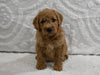 Mini F1B Goldendoodle For Sale Sugarcreek OH Male-Perry