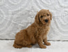 Mini F1B Goldendoodle For Sale Sugarcreek OH Male-Perry
