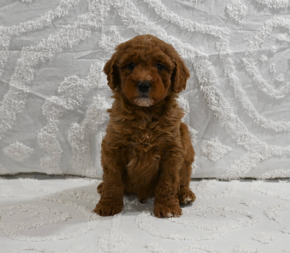 Mini F1B Goldendoodle For Sale Sugarcreek OH Male-Peter