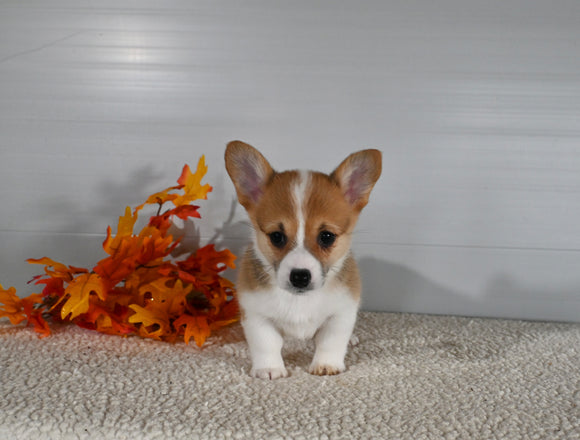 ACA Registered Welsh Corgi For Sale Millersburg OH Female-Jade