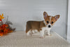 ACA Registered Welsh Corgi For Sale Millersburg OH Female-Jade