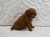 Mini F1B Goldendoodle For Sale Sugarcreek OH Male-Peter