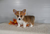 ACA Registered Welsh Corgi For Sale Millersburg OH Female-Jade