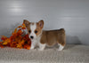 ACA Registered Welsh Corgi For Sale Millersburg OH Male-Diego