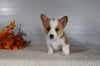 ACA Registered Welsh Corgi For Sale Millersburg OH Male-Diego