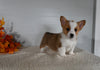 ACA Registered Welsh Corgi For Sale Millersburg OH Male-Diego