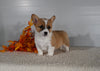 ACA Registered Welsh Corgi For Sale Millersburg OH Male-Dallas