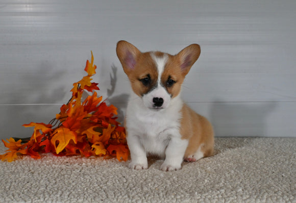 ACA Registered Welsh Corgi For Sale Millersburg OH Male-Dallas