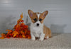 ACA Registered Welsh Corgi For Sale Millersburg OH Male-Dallas