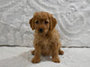 Mini F1B Goldendoodle For Sale Sugarcreek OH Female-Pansy