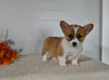 ACA Registered Welsh Corgi For Sale Millersburg OH Male-Dallas