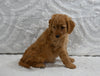 Mini F1B Goldendoodle For Sale Sugarcreek OH Female-Pansy