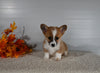 ACA Registered Welsh Corgi For Sale Millersburg OH Female-Pearl