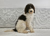 AKC Registered Standard Poodle For Sale Sugarcreek OH Female-Alice