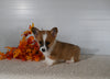 ACA Registered Welsh Corgi For Sale Millersburg OH Female-Pearl