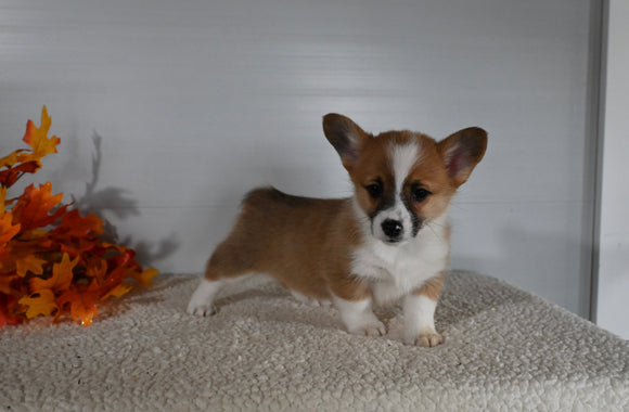 ACA Registered Welsh Corgi For Sale Millersburg OH Female-Pearl