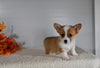 ACA Registered Welsh Corgi For Sale Millersburg OH Female-Alice