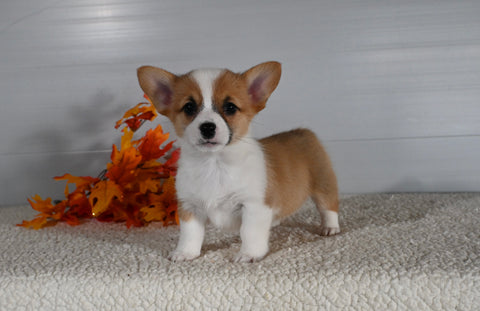 ACA Registered Welsh Corgi For Sale Millersburg OH Female-Alice